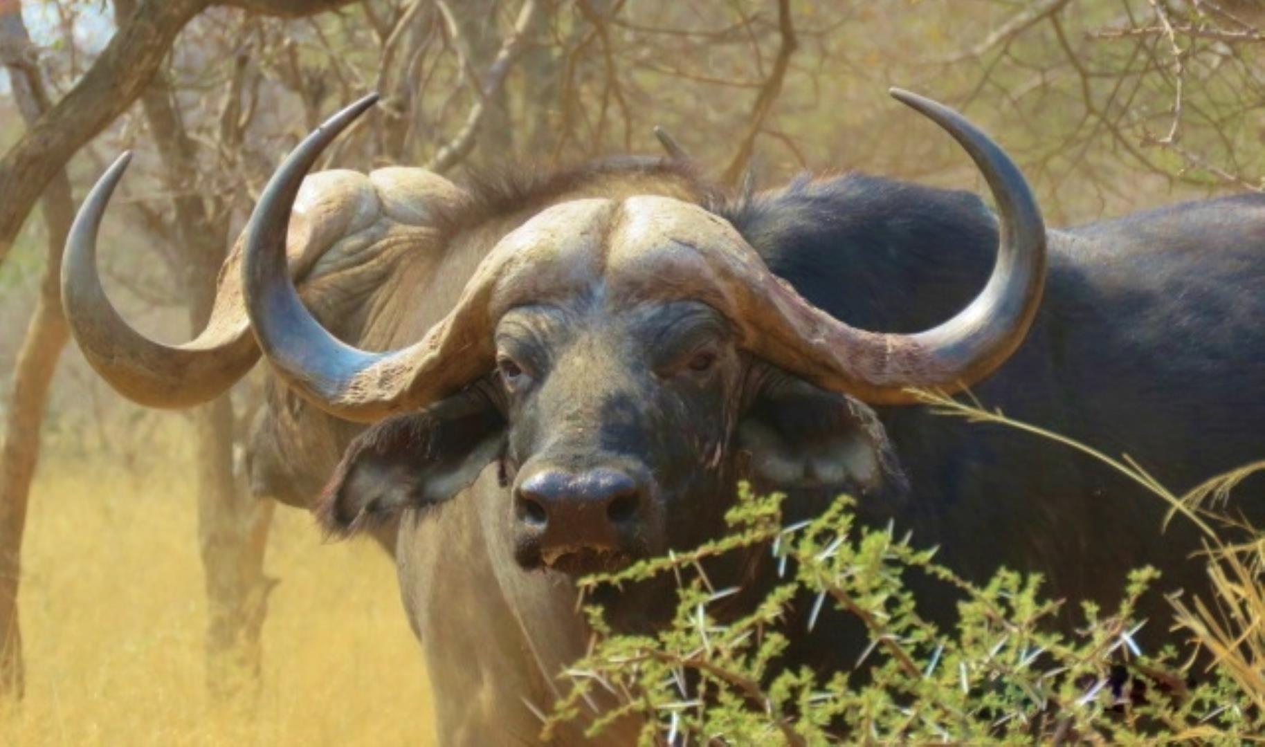 Farm for Sale - Limpopo